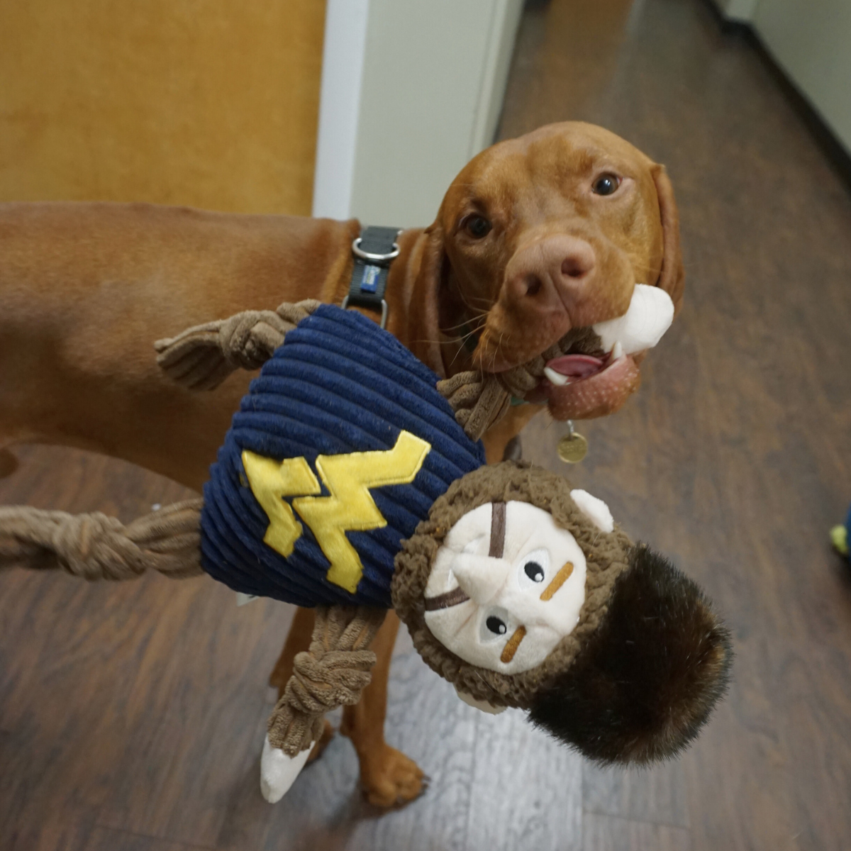 Mountaineer Knottie dog toy carried by one hand in the mouth of a vizsla on a wood floor