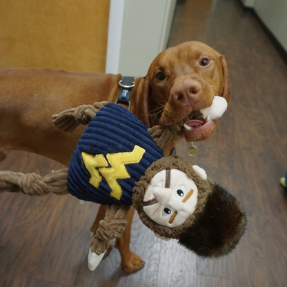 Mountaineer Knottie dog toy carried by one hand in the mouth of a vizsla on a wood floor
