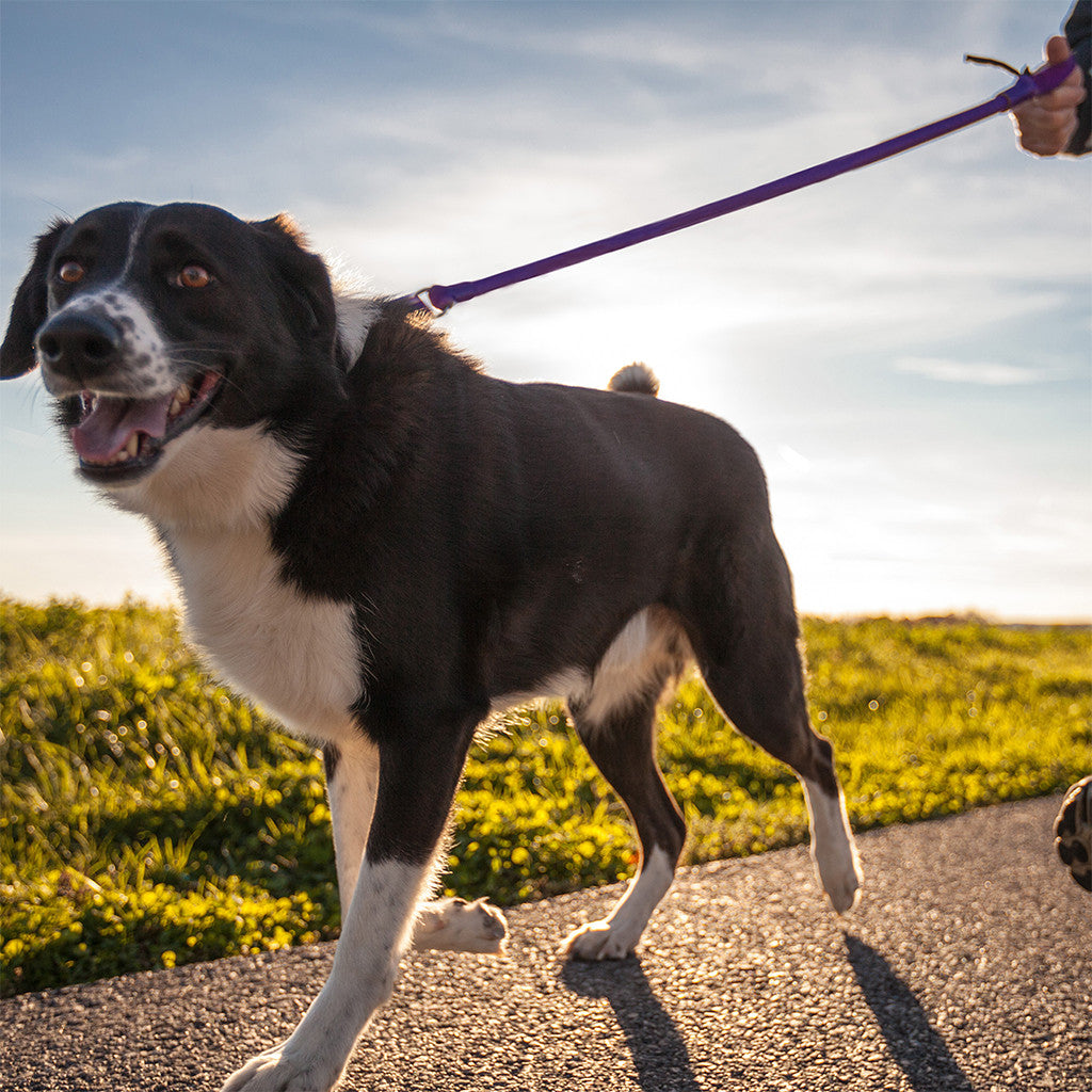 Black and white dog walking on a purple WUNDERleash along a paved path at sunset