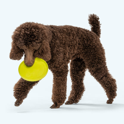 Chocolate standard poodle walking with a green West Paw Zisc flying disc in its mouth