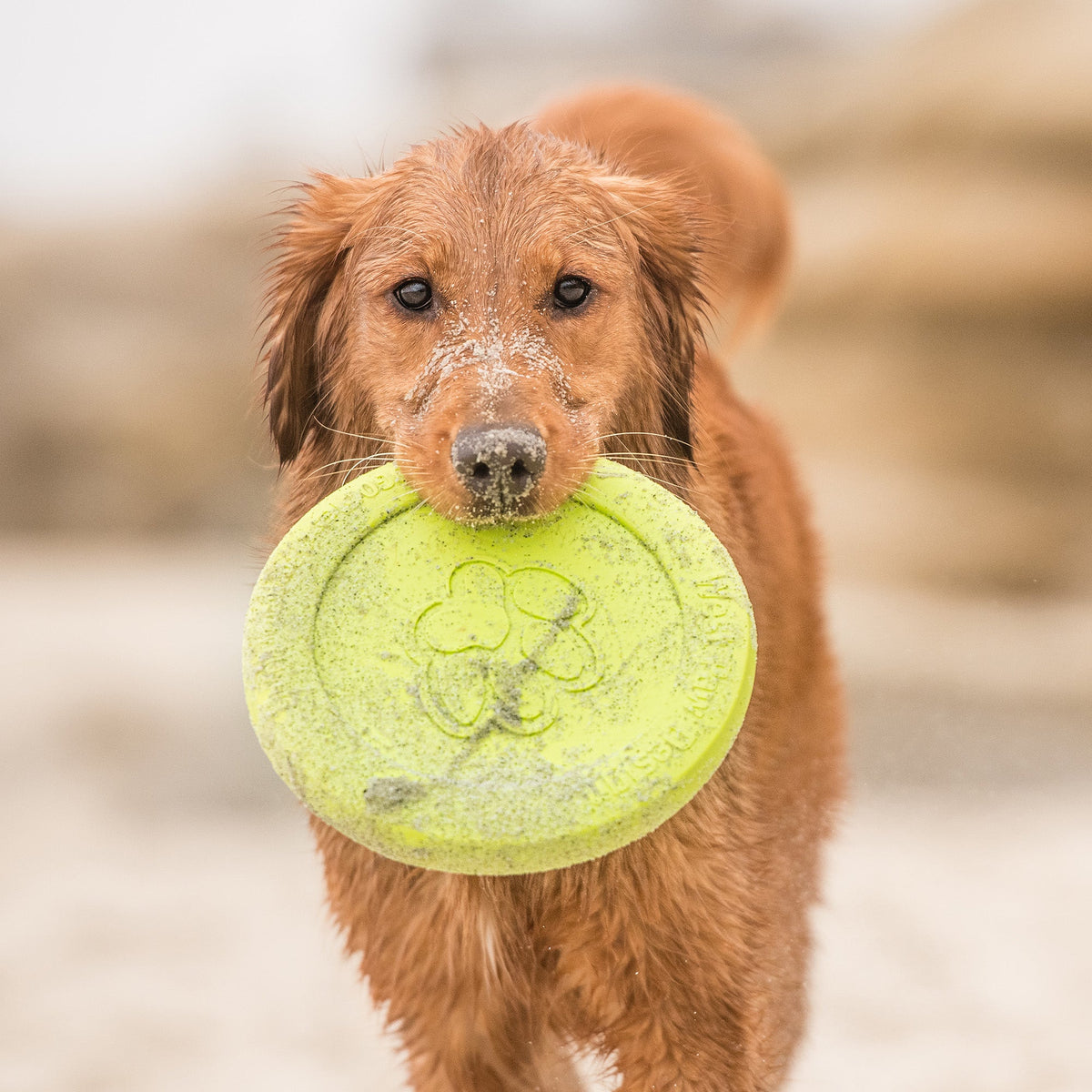 Wet golden retriever on a beach carrying a sandy green West Paw Zisc flying disc toward the camera