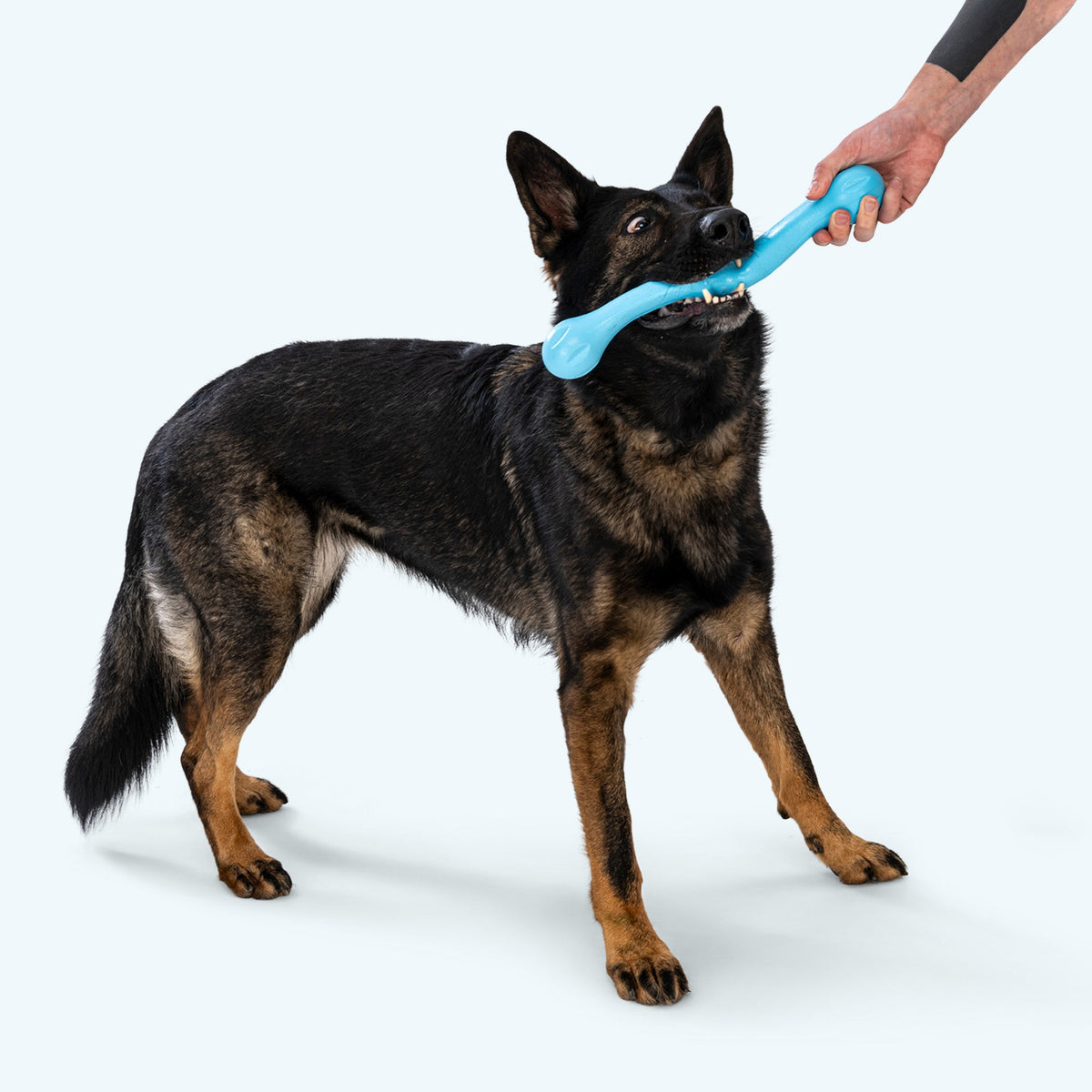 Zwig fetch stick in aqua held in the teeth of a German shepherd while a person grips the other end for tug
