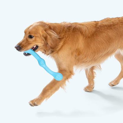 Zwig fetch stick in aqua carried in the mouth of a golden retriever trotting past