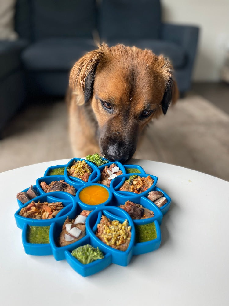 Brown shepherd mix sniffing a blue SodaPup Mandala eTray full of food on a white table