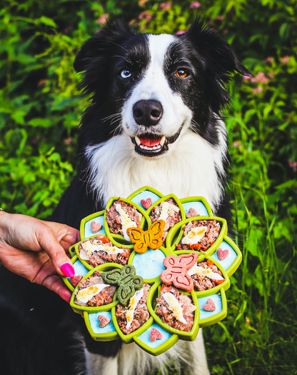 Border collie outdoors behind a green SodaPup Mandala eTray held up with meat and butterfly-shaped treats