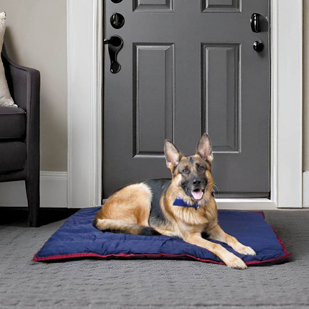 German shepherd lying on a navy Jeffers washable crate pad on the carpet by a front door