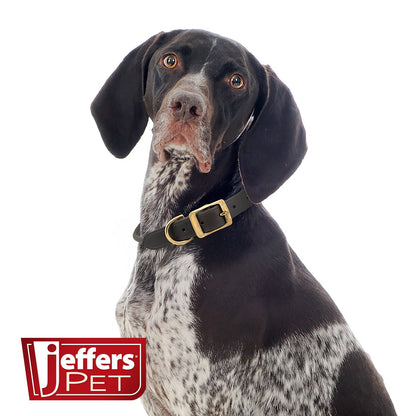 Jeffers rolled leather dog collar on a German shorthaired pointer, brass buckle and D-ring at the side of the neck
