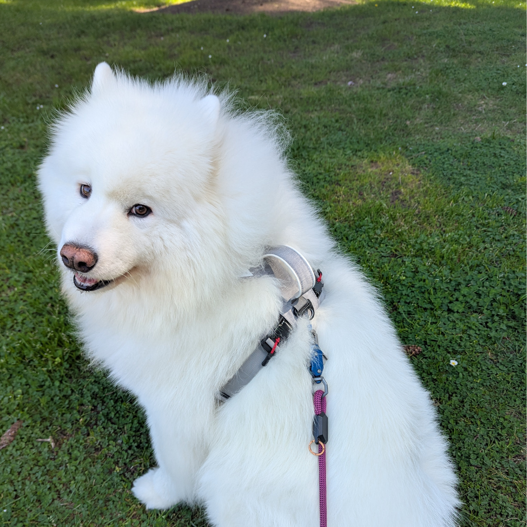 Samoyed sitting on grass in a gray Up Dog magnetic buckle harness with a pink leash clipped on