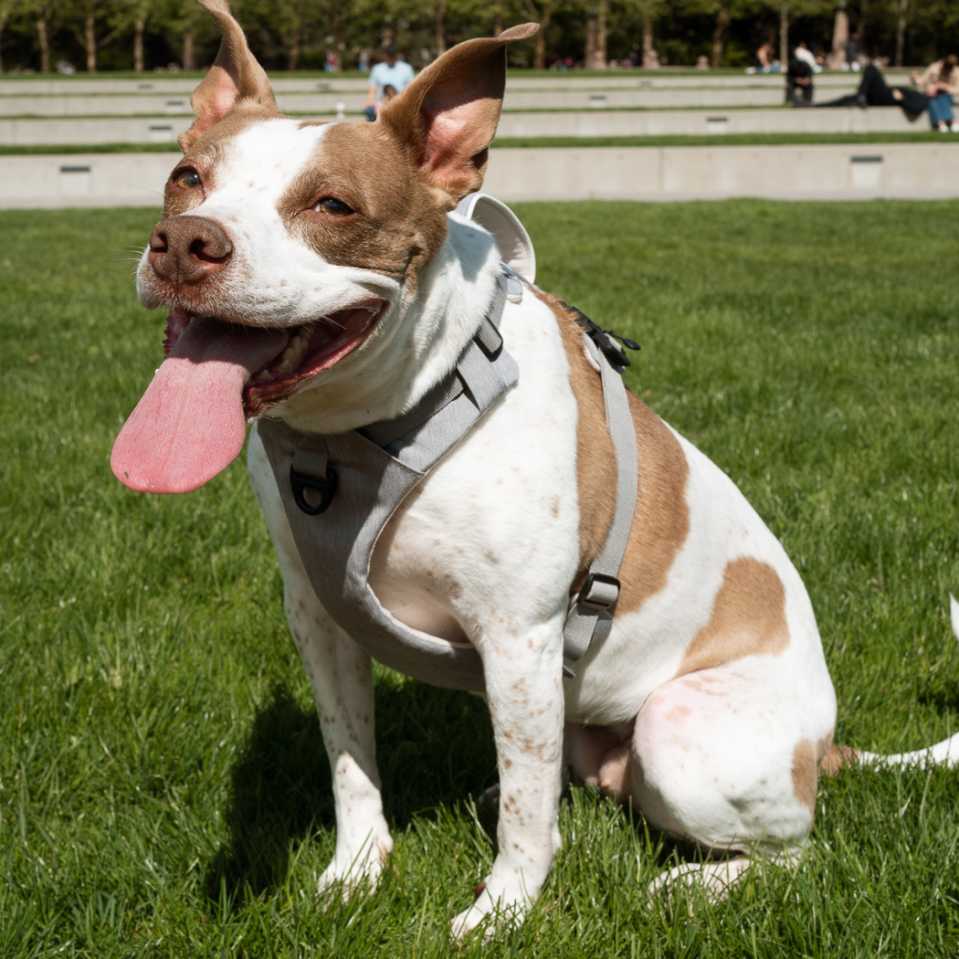 Smiling white and tan pit bull mix sitting on a lawn in a gray Up Dog magnetic buckle harness