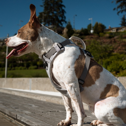 White and tan dog on a boardwalk in a gray Up Dog harness, side view of the back handle and straps