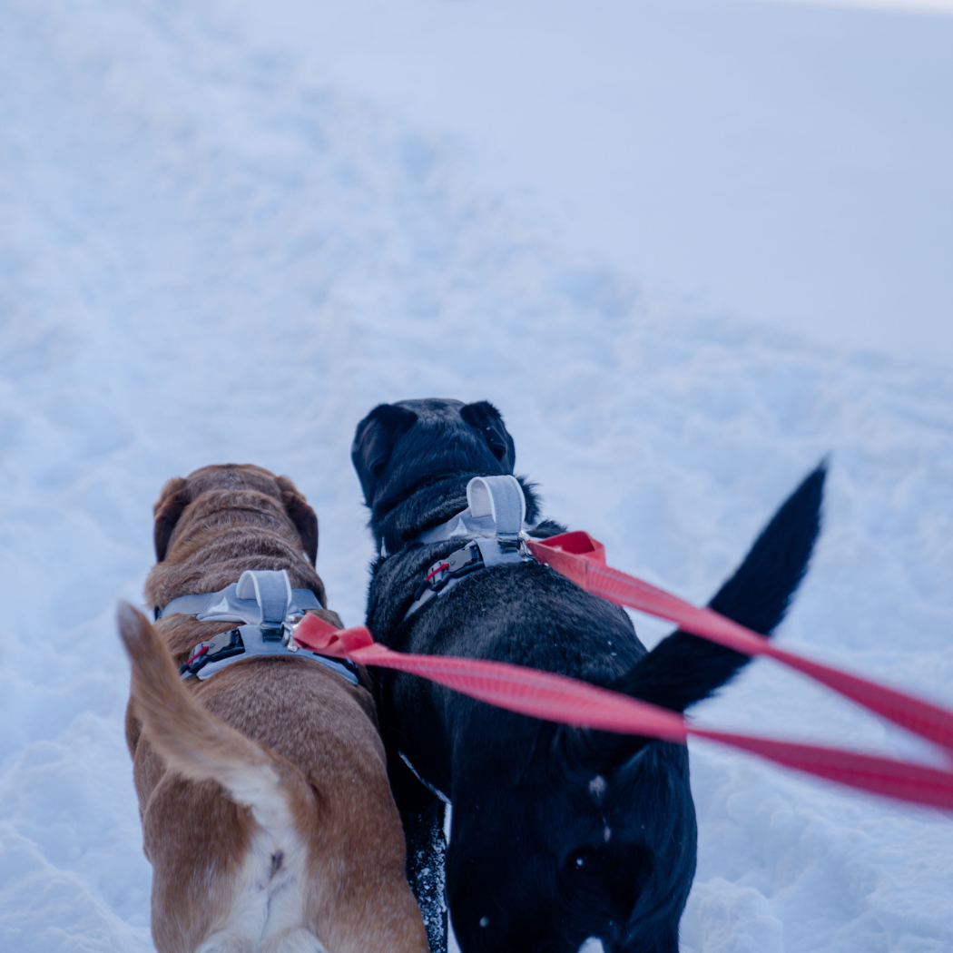 Two dogs walking away on a snowy path in gray Up Dog harnesses, red leashes clipped to the backs