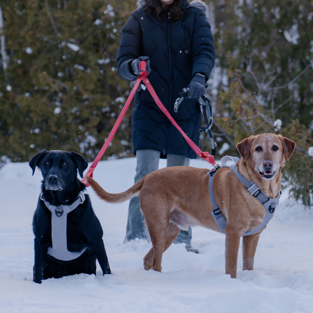Black Labrador and yellow Labrador in the snow in gray Up Dog harnesses, a walker holding red leashes behind
