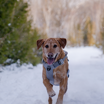 Tan dog trotting toward the camera on a snowy trail in a gray Up Dog magnetic buckle harness