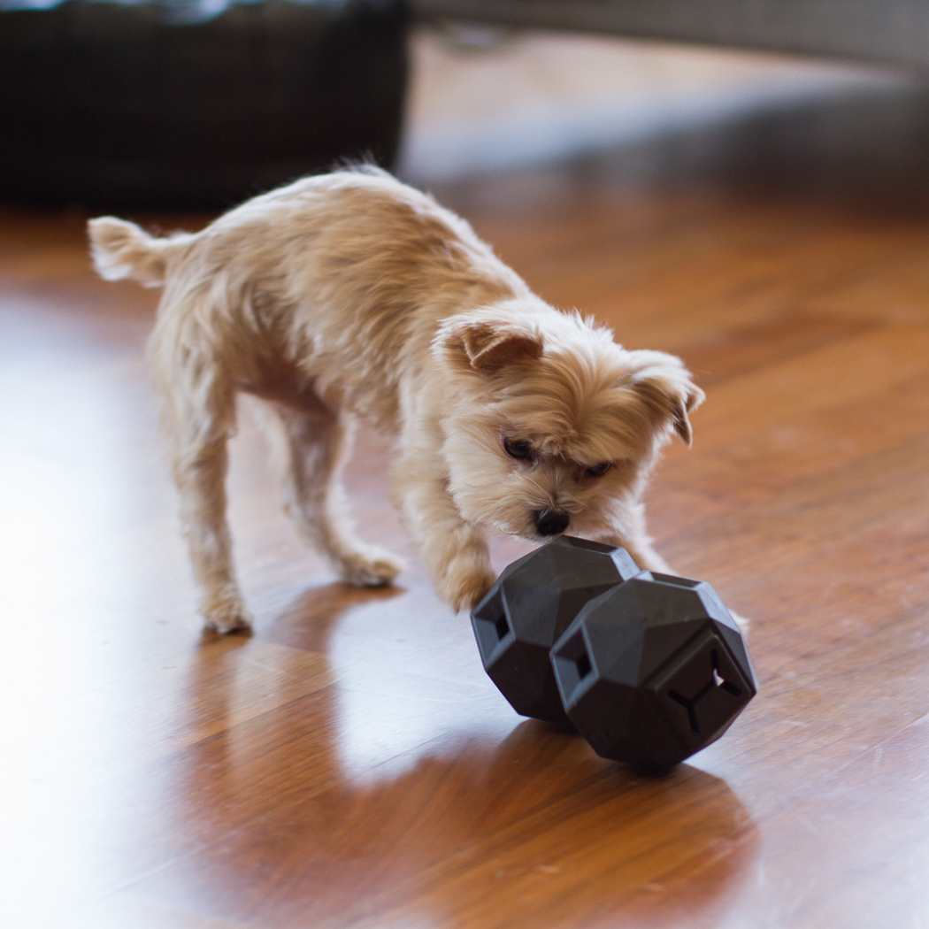 Up Dog Odin Treat Puzzle Balls in slate grey, two linked, with a small tan terrier pawing them across a wood floor