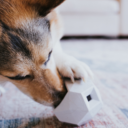 Up Dog Odin Treat Puzzle Ball in light grey pinned under a dog's paw on a rug, close-up as it noses for treats