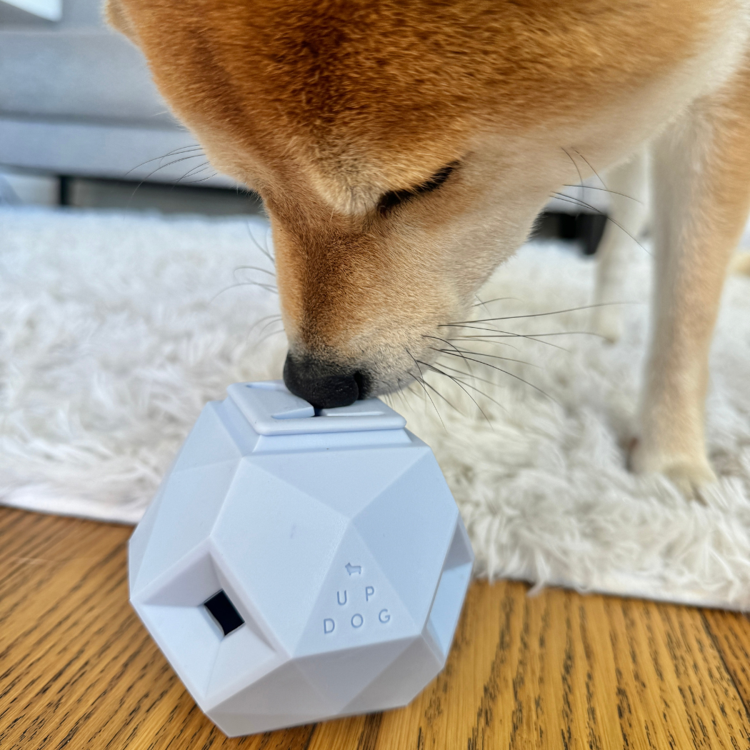 Up Dog Odin Treat Puzzle Ball in powder blue, a Shiba Inu sniffing the top fill opening on a wood floor