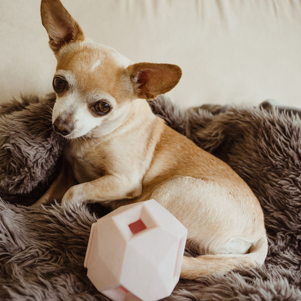 Up Dog Odin Treat Puzzle Ball in rose quartz beside a Chihuahua resting on a gray faux fur throw