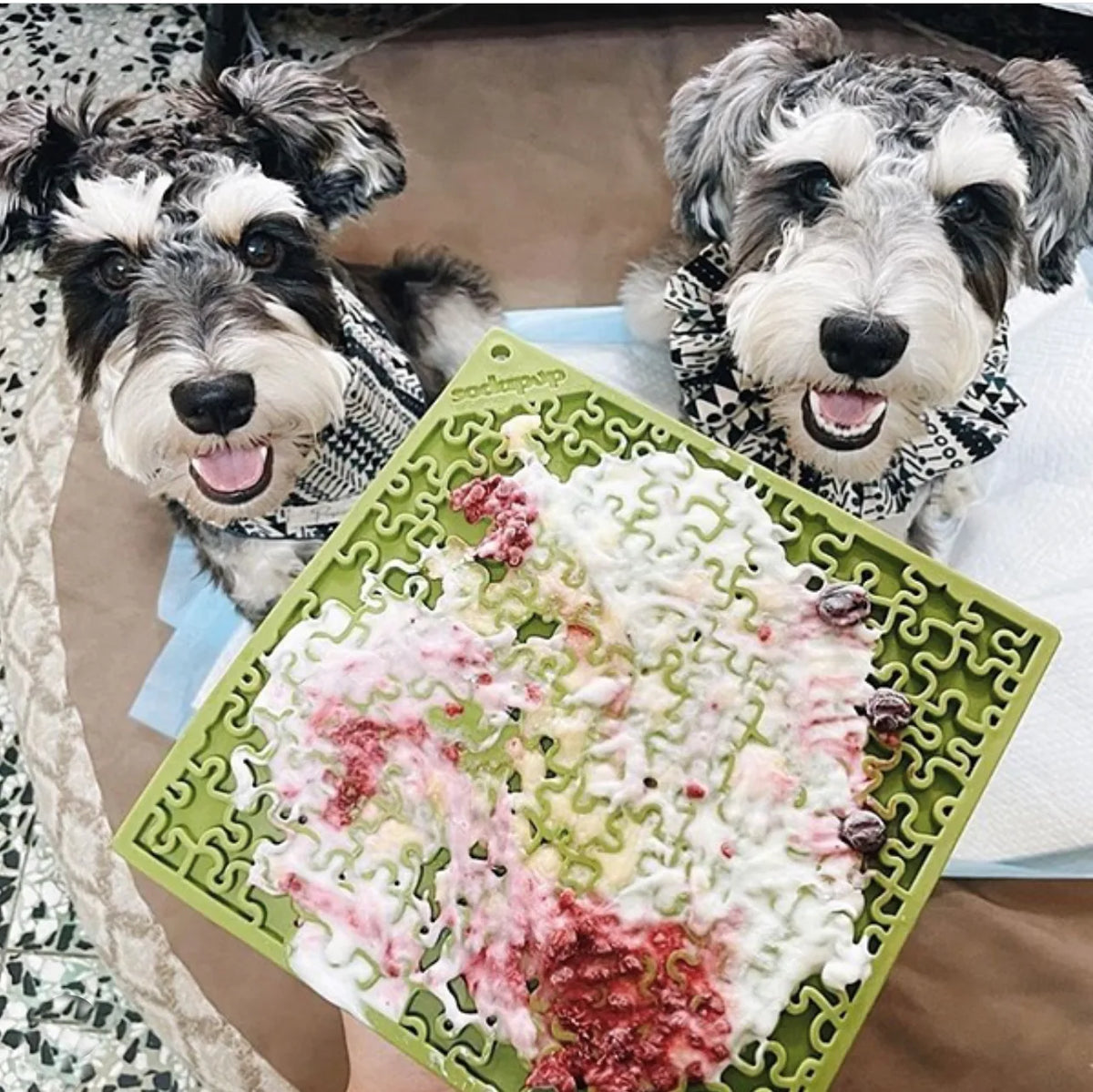 Jigsaw eMat lick mat in green spread with yogurt and berries, two Schnauzers in bandanas looking up at it