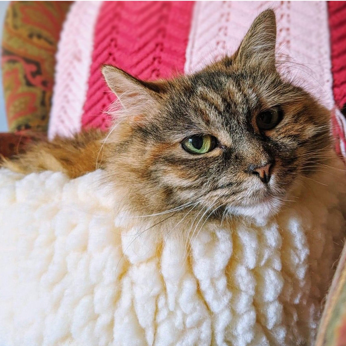 HuggleSnuggler fleece bed close-up, a long-haired tabby cat resting its chin on the fluffy cream rim