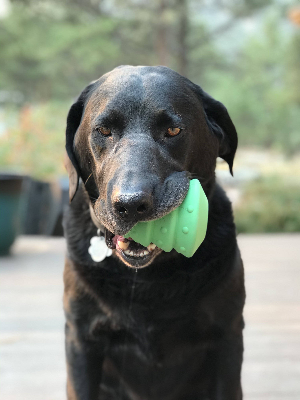 Christmas Tree treat toy held in the mouth of a gray-muzzled black dog sitting on a deck outdoors