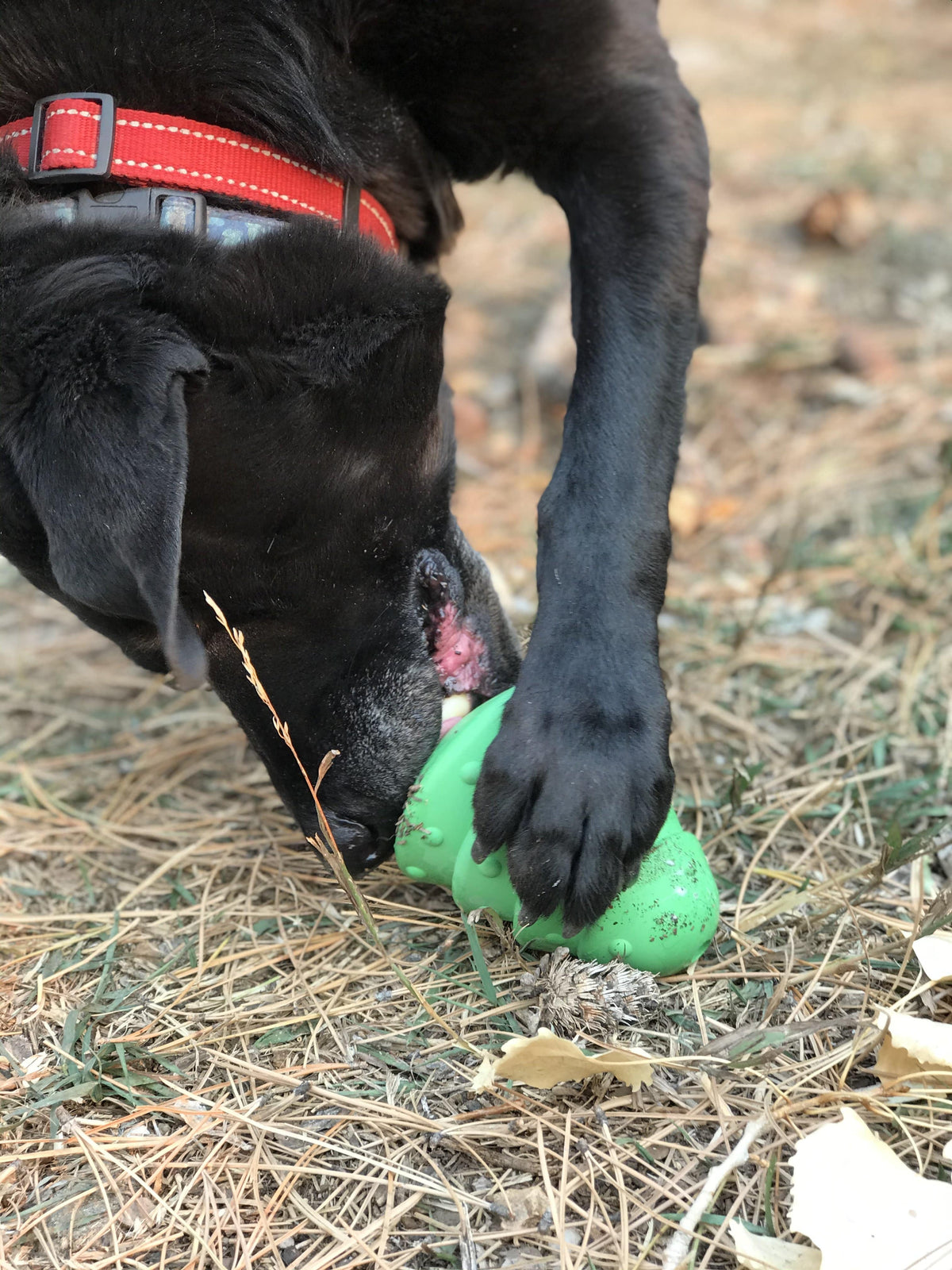 Christmas Tree treat toy pinned under a black dog's paw on dry grass as the dog chews at it