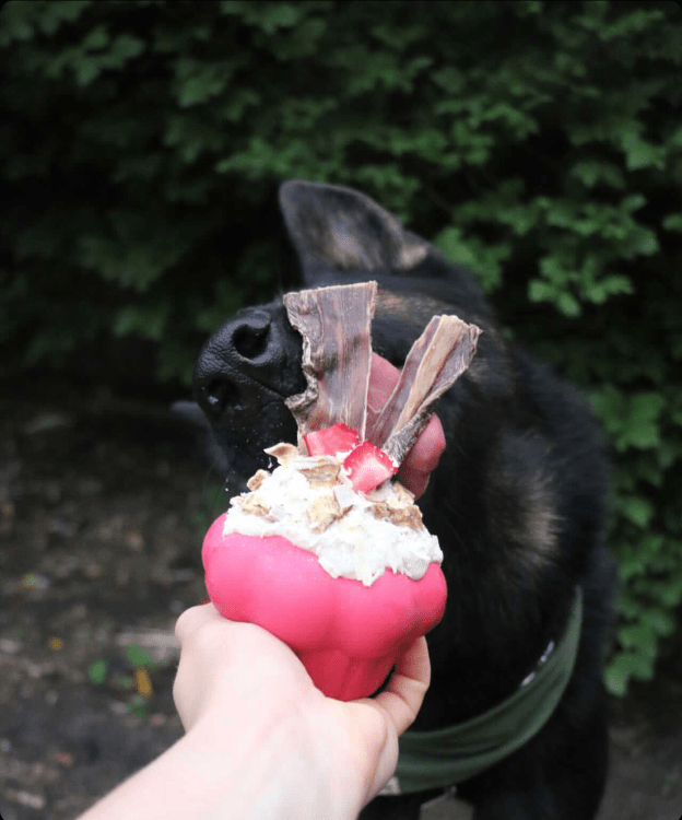 Pink Cupcake treat toy topped with a white spread, treat crumbles and jerky, held out to a German shepherd mix