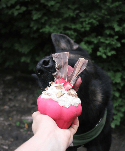 Pink Cupcake treat toy topped with a white spread, treat crumbles and jerky, held out to a German shepherd mix