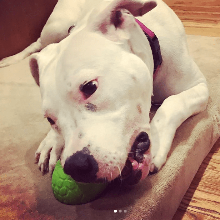 White pit bull mix lying on a dog bed, chewing the green Dinosaur Egg treat toy