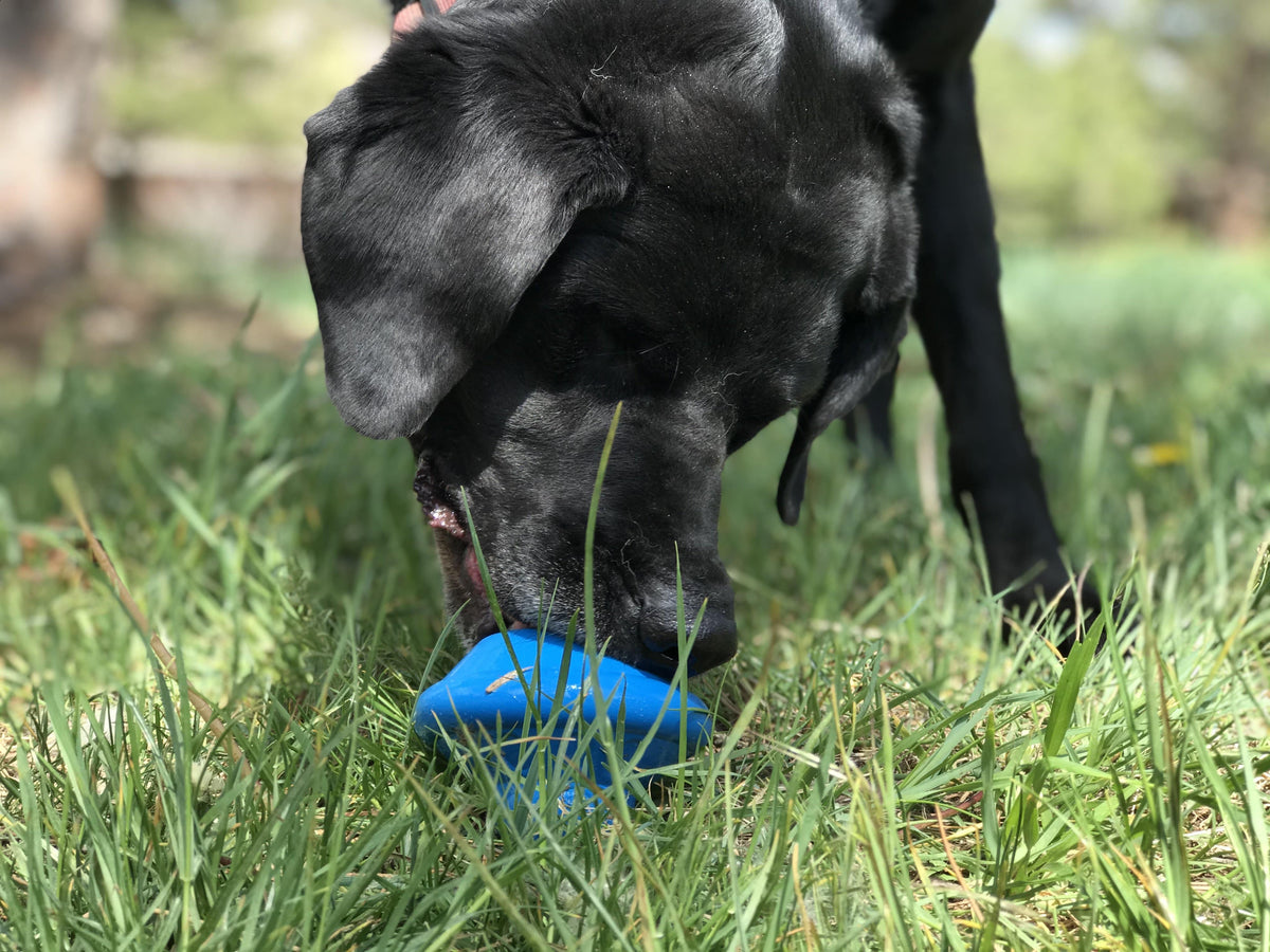 Flying Saucer treat dispenser in blue half-hidden in tall grass, a black dog licking at it