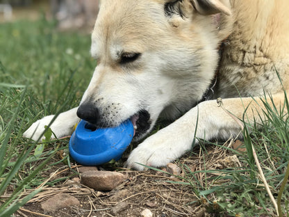 Flying Saucer treat dispenser in blue in the mouth of a cream-colored dog lying in the grass