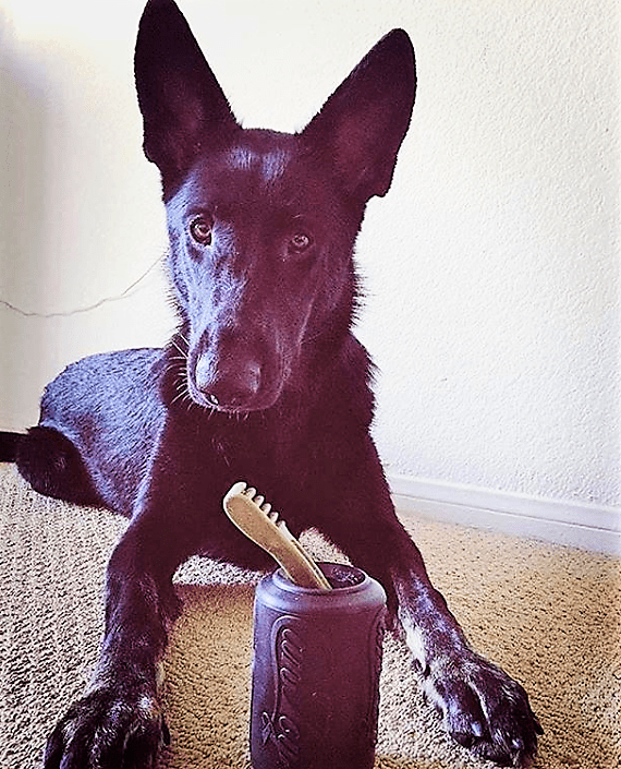 Black shepherd dog lying on carpet behind a SodaPup Magnum Can Toy with a chew stick poking out of the top