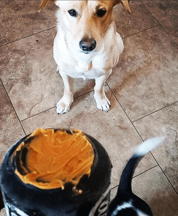 Tan and white dog on a tile floor looking at a black SodaPup Magnum Can Toy stuffed with orange food