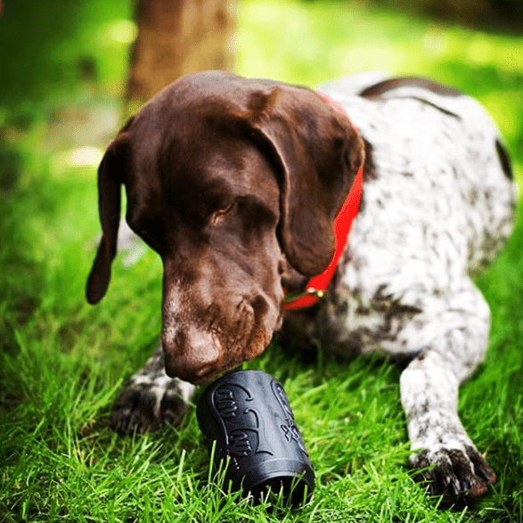 German shorthaired pointer lying in the grass with its nose on a black SodaPup Magnum Can Toy