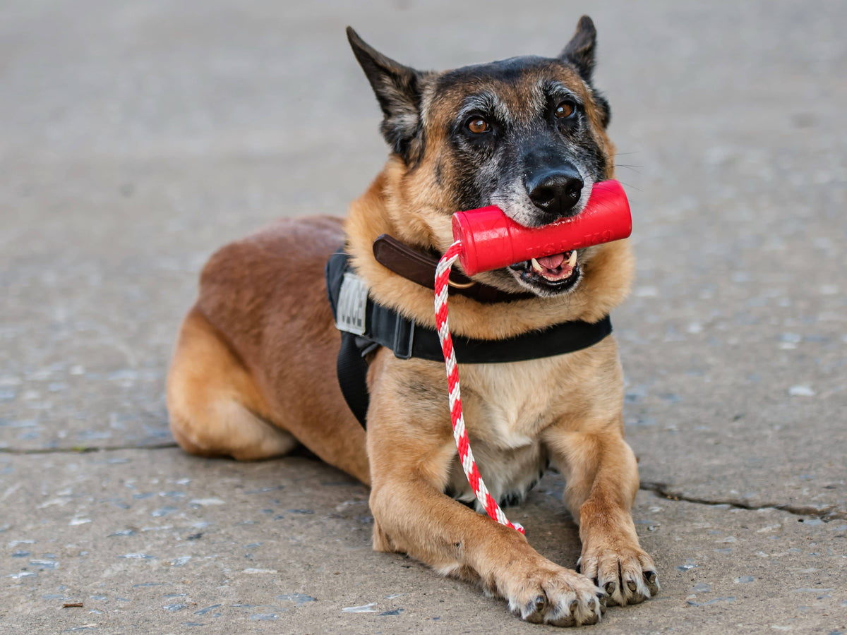 SodaPup USA-K9 Firecracker Floating Dummy held by a tan shepherd dog lying on pavement, rope hanging down