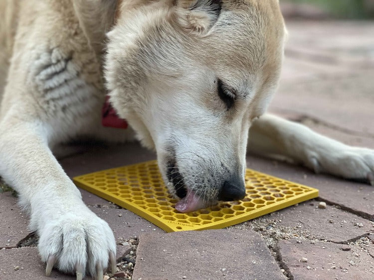 Cream-colored shepherd mix lying on brick pavers licking a yellow SodaPup Honeycomb eMat